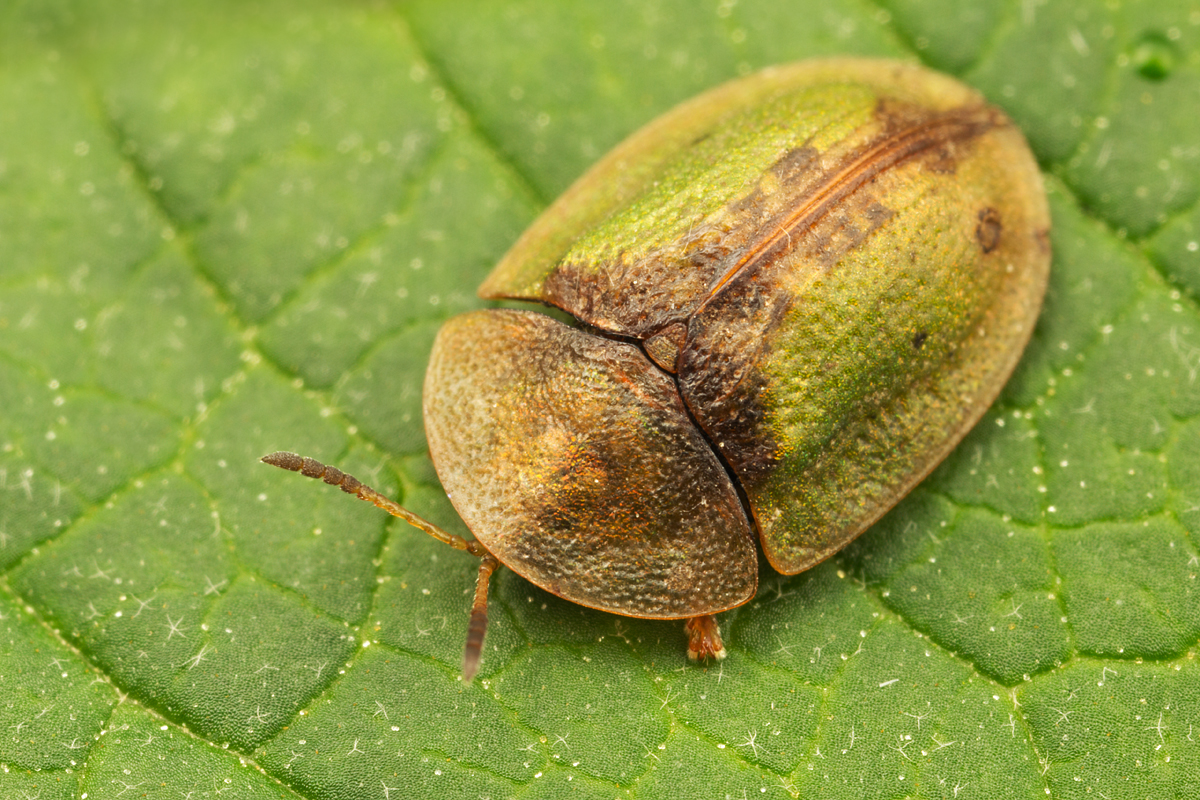 Green Tortoise Beetle 1